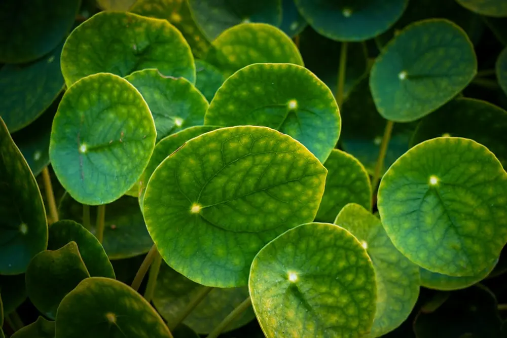 Nature's Secret Algorithm: How Plants Discovered Voronoi Diagrams Before We Did